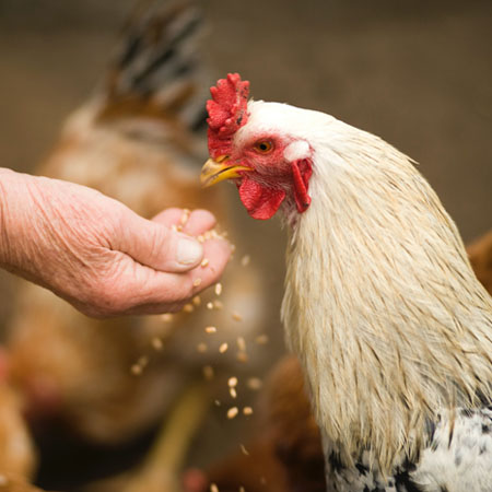 pexels-visionpic-net-375510 chicken house heating devon